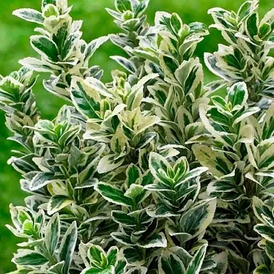 Бересклет  Бересклет в Махачкале