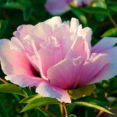 Пион ВРАТА ХРАМА древовидный   Пион ВРАТА ХРАМА древовидный  в Махачкале