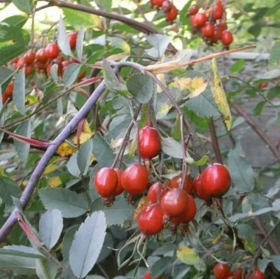 Саженцы роз сизая — описание сорта Саженцы роз сизая в Махачкале