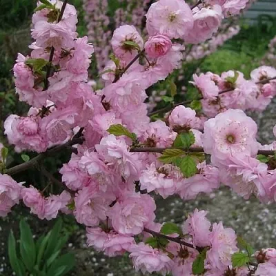 Миндаль ТРЁХЛОПАСТНЫЙ (луизеания)  Миндаль ТРЁХЛОПАСТНЫЙ (луизеания) в Махачкале