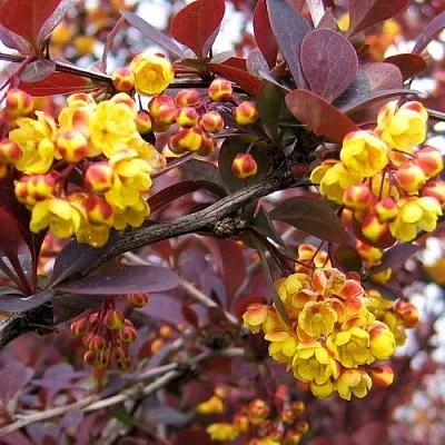 Барбарис СУПЕРБА оттавский   Барбарис СУПЕРБА оттавский  в Махачкале