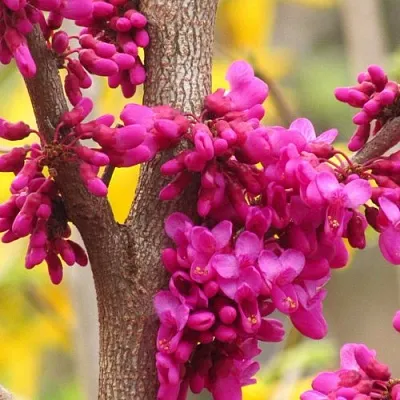 Церцис  Церцис в Махачкале