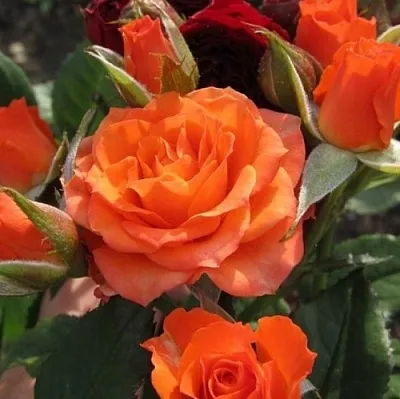 Саженцы роз АЛЕГРИЯ спрей в Махачкале