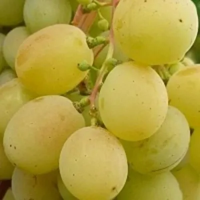 Виноград ТАЛИСМАН в Махачкале