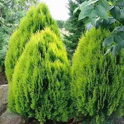 Туя восточная  Туя восточная в Махачкале