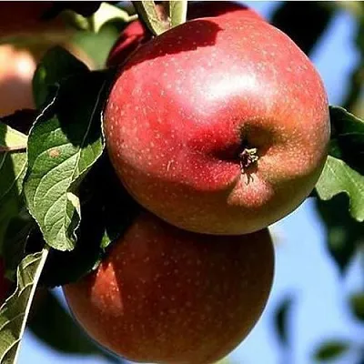 Яблоня АНТЕЙ КИЕВСКИЙ колонновидная  Яблоня АНТЕЙ КИЕВСКИЙ колонновидная в Махачкале