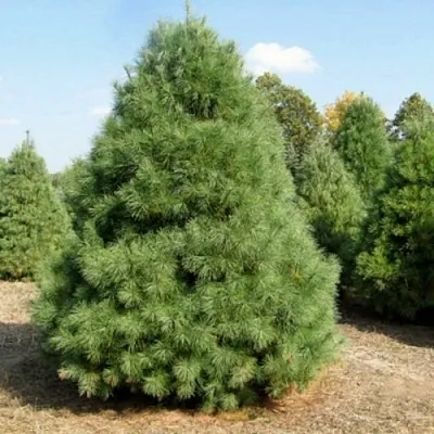 Сосна ВЕЙМУТОВА  Сосна ВЕЙМУТОВА в Махачкале