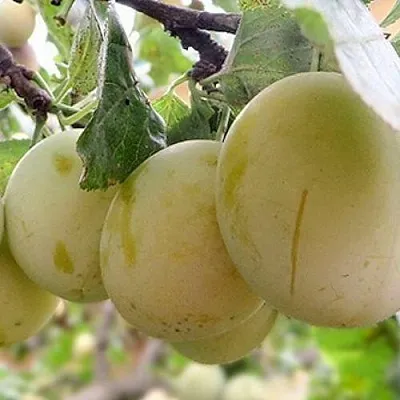 Слива УТРО  Слива УТРО в Махачкале