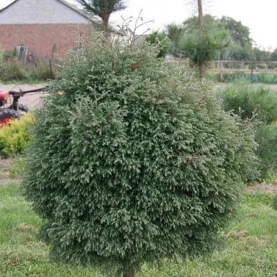 Туя вересковидная  Туя вересковидная в Махачкале