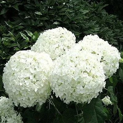 Гортензия АННАБЕЛЬ древовидная  Гортензия АННАБЕЛЬ древовидная в Махачкале