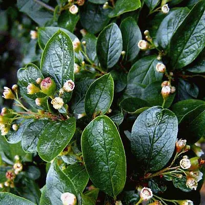 Кизильник  Кизильник в Махачкале