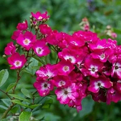 Саженцы роз МАРДЖОРИ ФЕЙР полиантовая в Махачкале