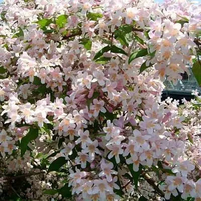 Кольквиция  Кольквиция в Махачкале