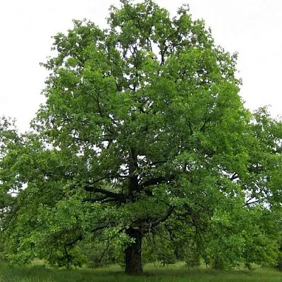 Дуб черешчатый   Дуб черешчатый  в Махачкале