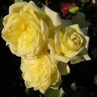 Саженцы роз КАЗИНО плетистая  Саженцы роз КАЗИНО плетистая в Махачкале