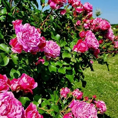 Саженцы роз ИНЕС САСТР плетистая  Саженцы роз ИНЕС САСТР плетистая в Махачкале