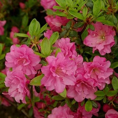 Азалия РОЗИНЕТТА японская  Азалия РОЗИНЕТТА японская в Махачкале