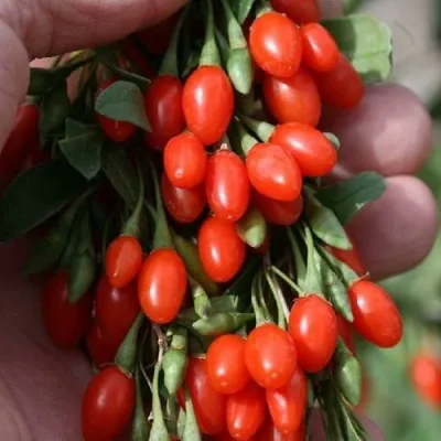 Годжи КОРЕАН БИГ — описание сорта Годжи КОРЕАН БИГ в Махачкале