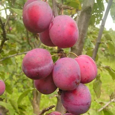Слива ЭДИНБУРГСКАЯ  Слива ЭДИНБУРГСКАЯ в Махачкале