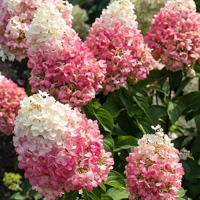Гортензия ПИНКИ ПРОМИС метельчатая  Гортензия ПИНКИ ПРОМИС метельчатая в Махачкале