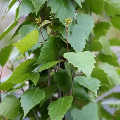 Береза ФАСТИГИАТА повислая   Береза ФАСТИГИАТА повислая  в Махачкале