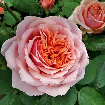 Саженцы роз ПОЛЬ БОКЮЗ шраб в Махачкале