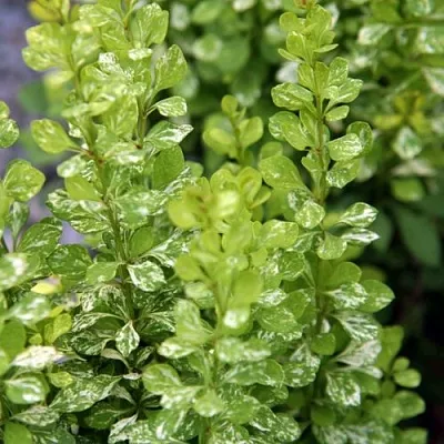 Барбарис ПАУ ВАУ тунберга  Барбарис ПАУ ВАУ тунберга в Махачкале