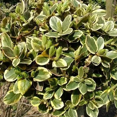 Бересклет КАНАДЕЙЛ ГОЛД   Бересклет КАНАДЕЙЛ ГОЛД  в Махачкале