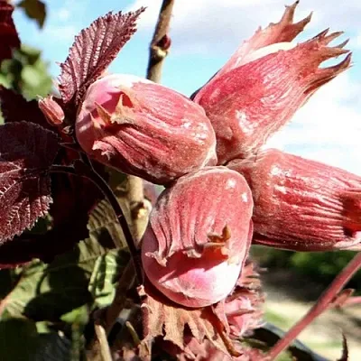 Фундук АЛЫЙ ПАРУС  Фундук АЛЫЙ ПАРУС в Махачкале