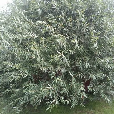 Ива СЕРЕБРИСТАЯ  Ива СЕРЕБРИСТАЯ в Махачкале