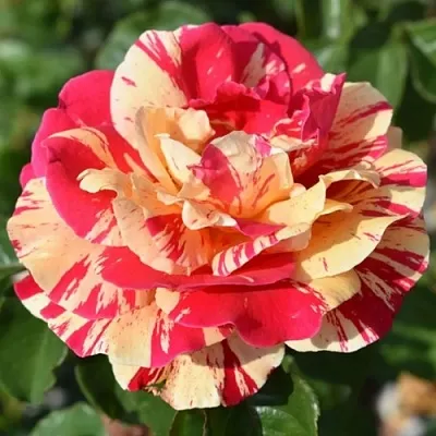 Саженцы роз ВАНИЛЛА ФРАЙЗ плетистая  Саженцы роз ВАНИЛЛА ФРАЙЗ плетистая в Махачкале