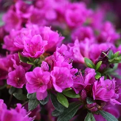 Азалия ХИРОКА японская  Азалия ХИРОКА японская в Махачкале