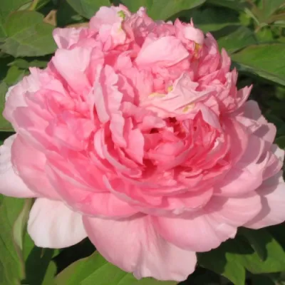 Пион ИМПЕРАТОРСКАЯ НАЛОЖНИЦА древовидный в Махачкале