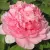 Пион ИМПЕРАТОРСКАЯ НАЛОЖНИЦА древовидный — описание сорта Пион ИМПЕРАТОРСКАЯ НАЛОЖНИЦА древовидный в Махачкале