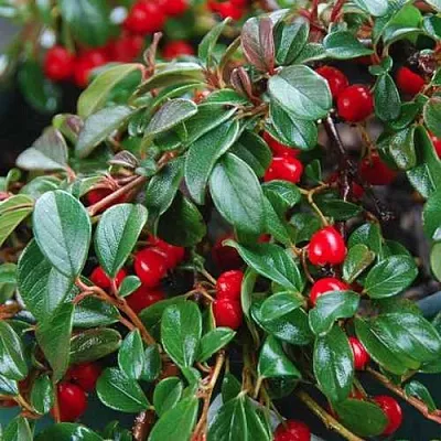 Кизильник Даммера в Махачкале