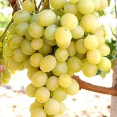 Виноград ТАЛИСМАН в Махачкале