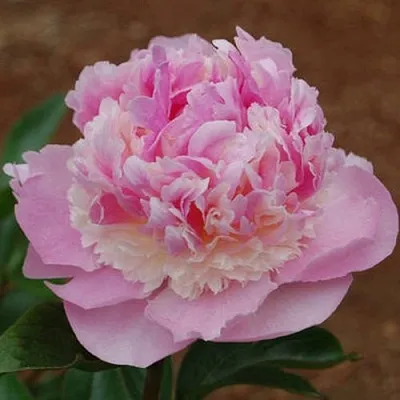 Пион ЭНДЖЕЛ ЧИКС травянистый  Пион ЭНДЖЕЛ ЧИКС травянистый в Махачкале