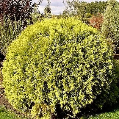 Туя ГЛОБОЗА АУРЕА западная  Туя ГЛОБОЗА АУРЕА западная в Махачкале