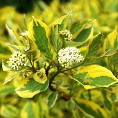 Дерен  Дерен в Махачкале