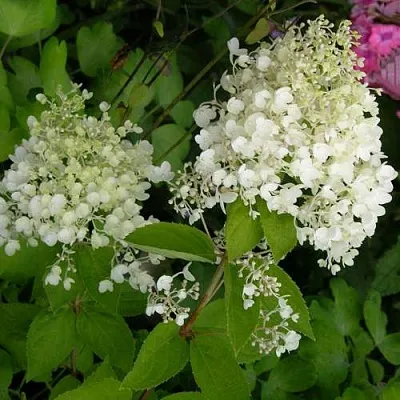 Гортензия ДАРТС ЛИТТЛ ДОТТ метельчатая  Гортензия ДАРТС ЛИТТЛ ДОТТ метельчатая в Махачкале