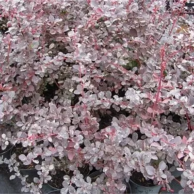 Барбарис СИЛЬВЕР МИЛЕС оттавский   Барбарис СИЛЬВЕР МИЛЕС оттавский  в Махачкале