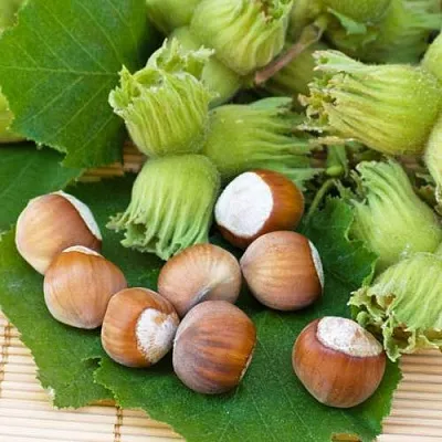 Фундук КРЕПКИЙ ОРЕШЕК  Фундук КРЕПКИЙ ОРЕШЕК в Махачкале