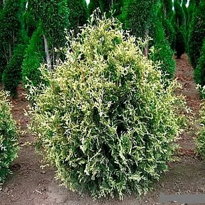 Туя ГОЛД ПЕРЛ западная  Туя ГОЛД ПЕРЛ западная в Махачкале