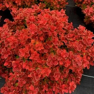 Барбарис РЕД ХОТ ЧИЛИ тунберга  Барбарис РЕД ХОТ ЧИЛИ тунберга в Махачкале