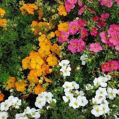 Лапчатка  Лапчатка в Махачкале