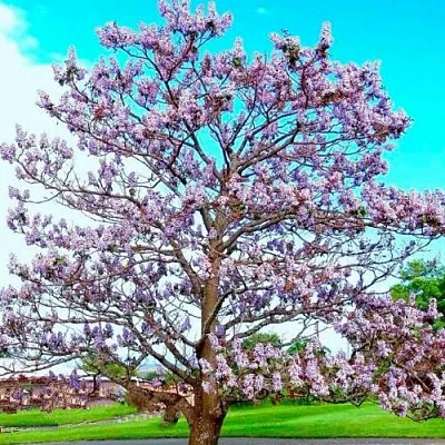 Павловния в Махачкале