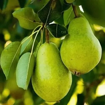 Груша СЕВЕРЯНКА колонновидная в Махачкале