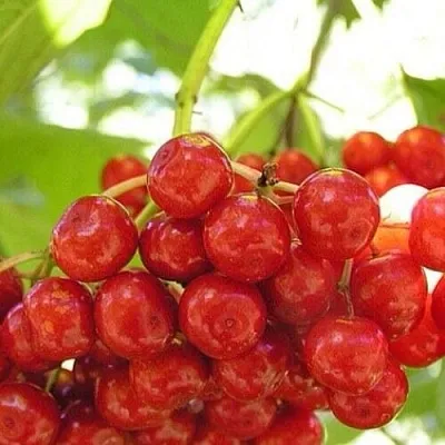 Калина КИЕВСКАЯ САДОВАЯ в Махачкале