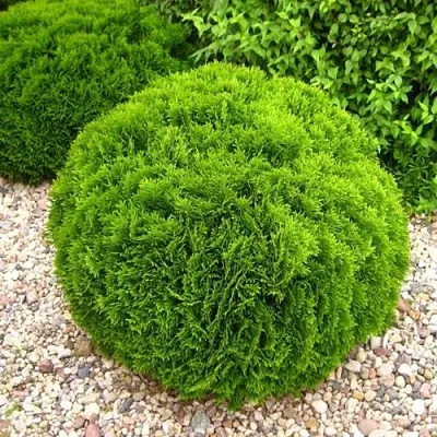 Туя ДАНИКА западная  Туя ДАНИКА западная в Махачкале