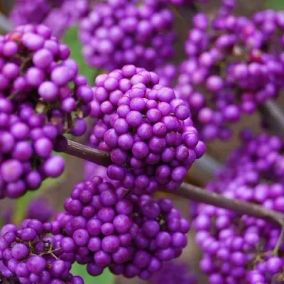 Красивоплодник  Красивоплодник в Махачкале